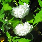 schneeballen-strauch in voller blüte