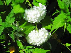 schneeballen-strauch in voller blüte