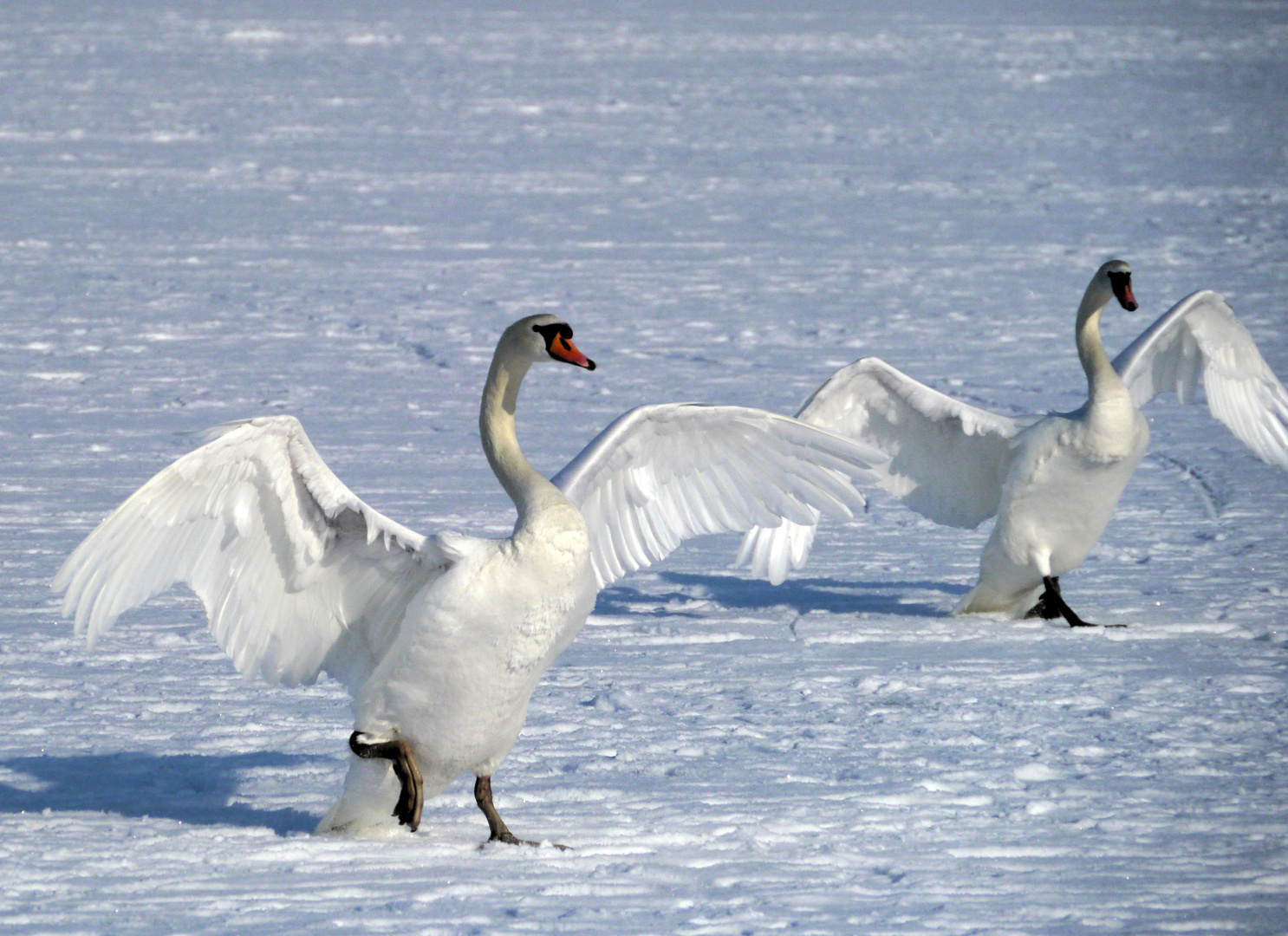 Schneeballett