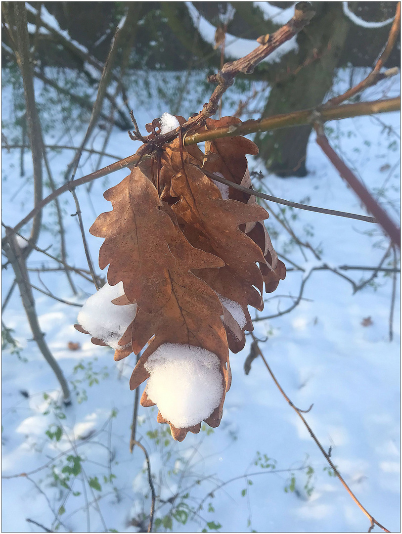 Schneeballfänger