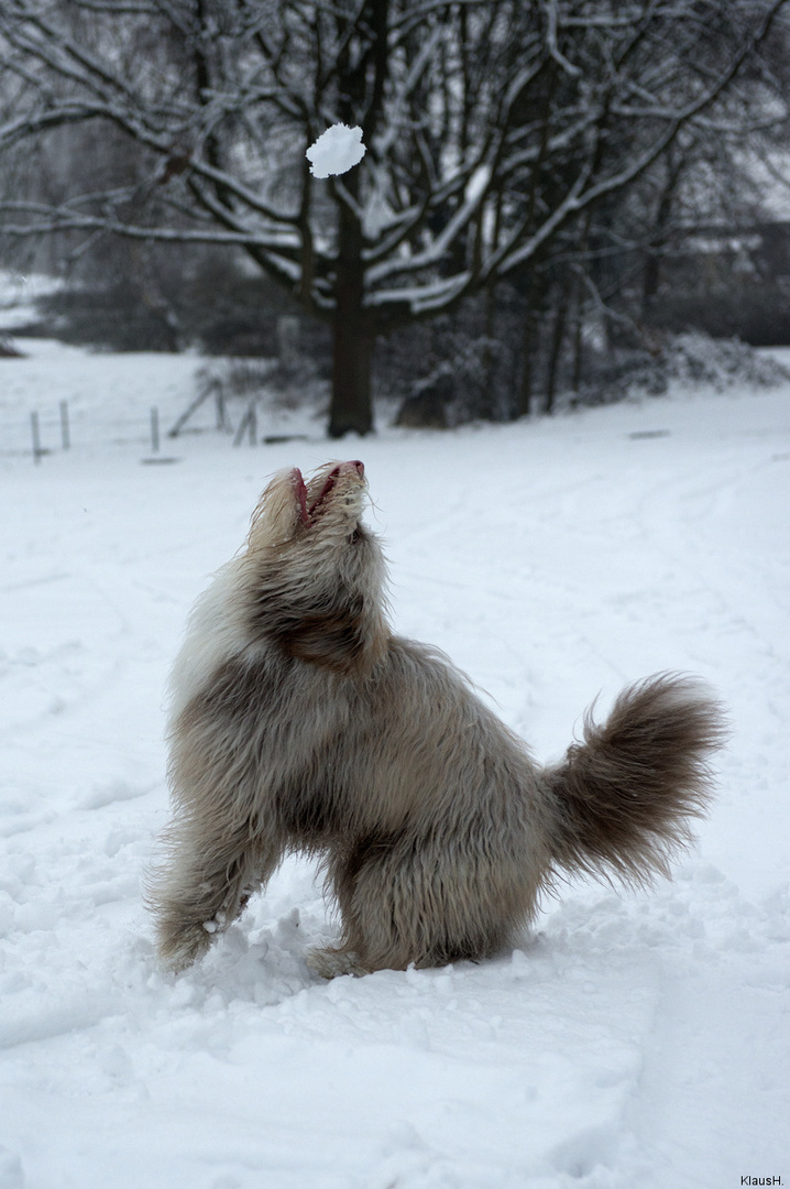 ~ Schneeballfetischist ~