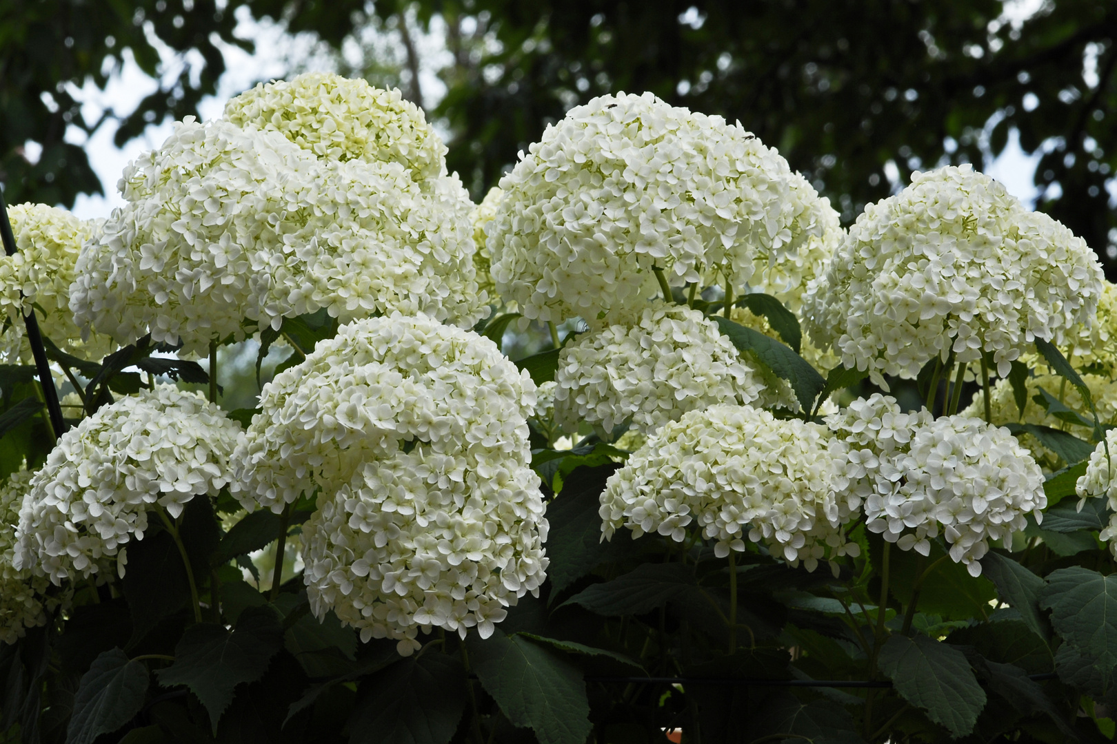 Schneeballhortensie