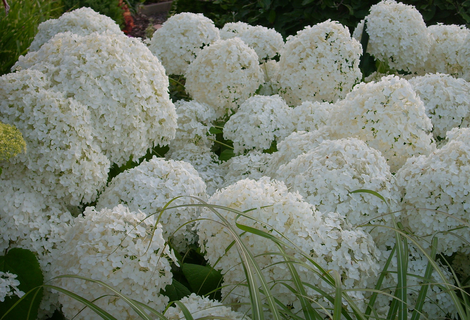 Schneeballhortensie 'Annabelle'