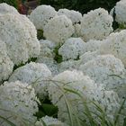 Schneeballhortensie 'Annabelle'