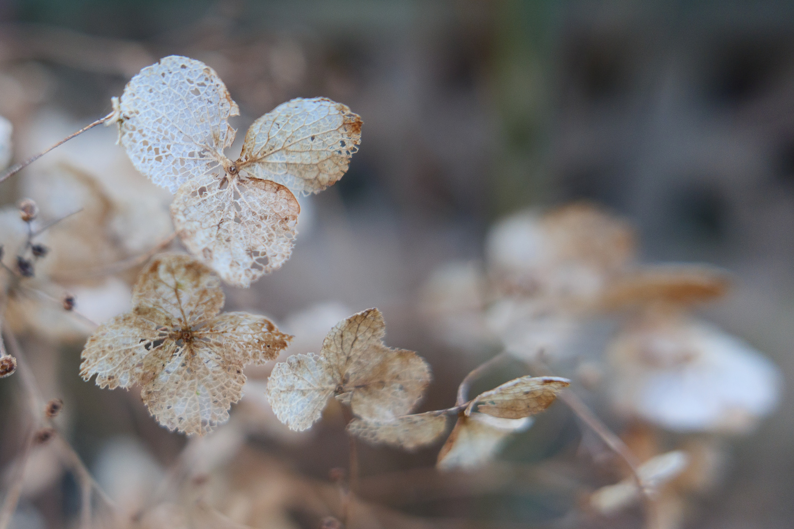 Schneeballhortensie die noch nicht blüht