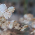 Schneeballhortensie die noch nicht blüht