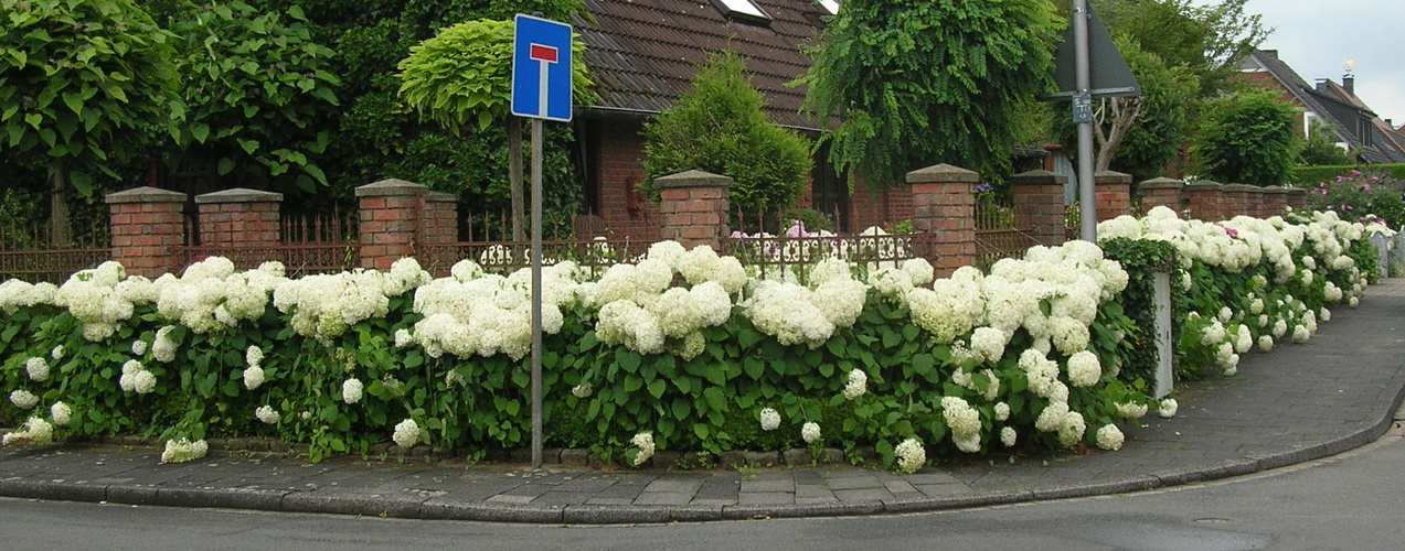 Schneeballhortensien/Münster