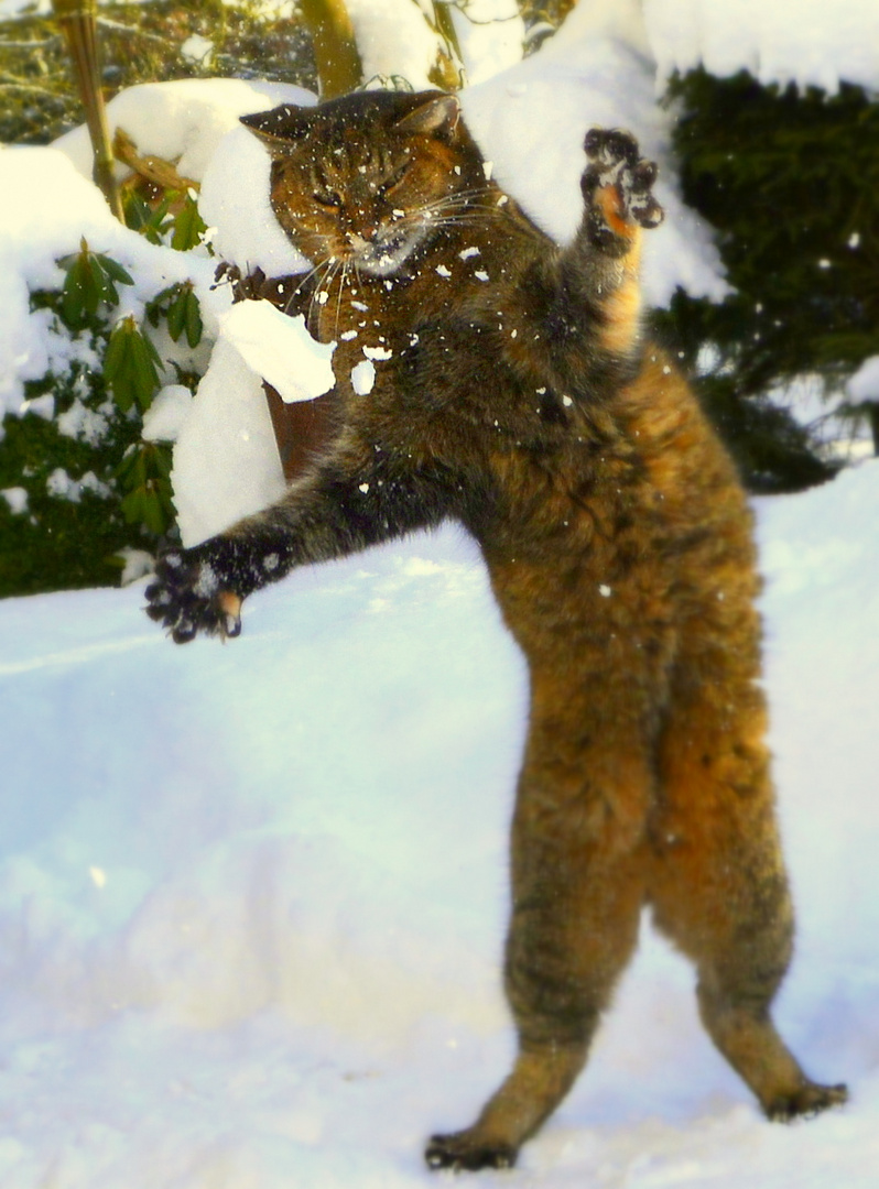 schneeBallkönigin Rosalie