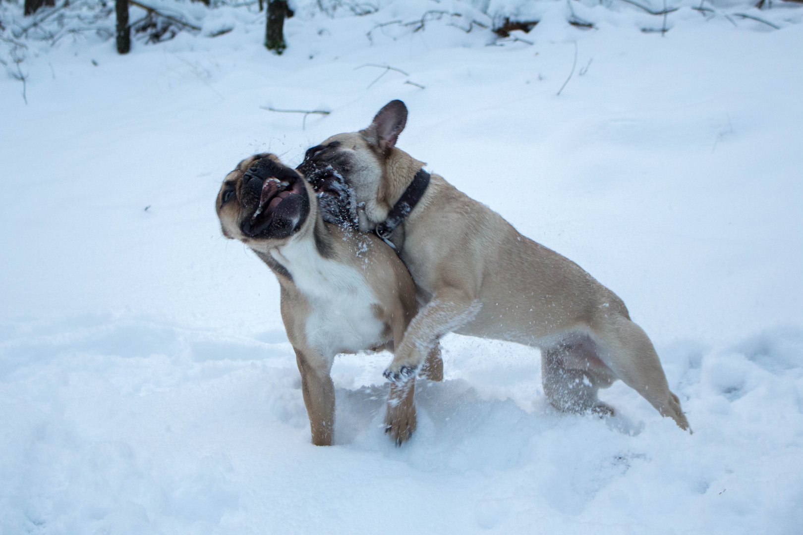 Schneeballschlacht ala French Bulldogg