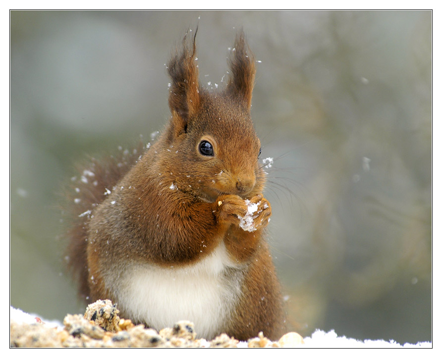 Schneeballschlacht? Bin dabei!