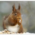 Schneeballschlacht? Bin dabei!