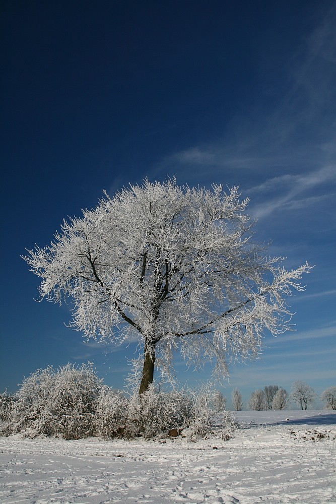 Schneebaum