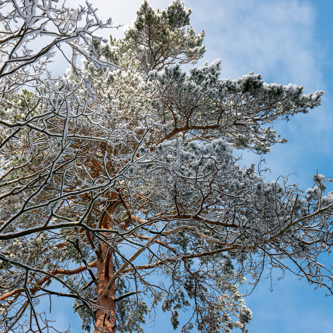 SchneeBaum