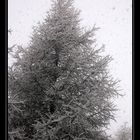 schneebaum