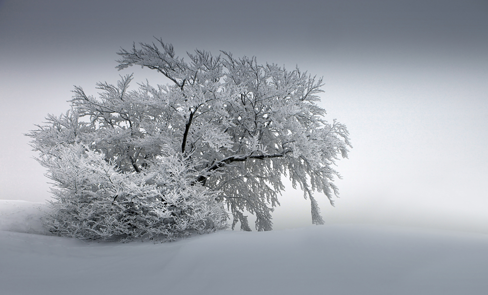 Schneebaum