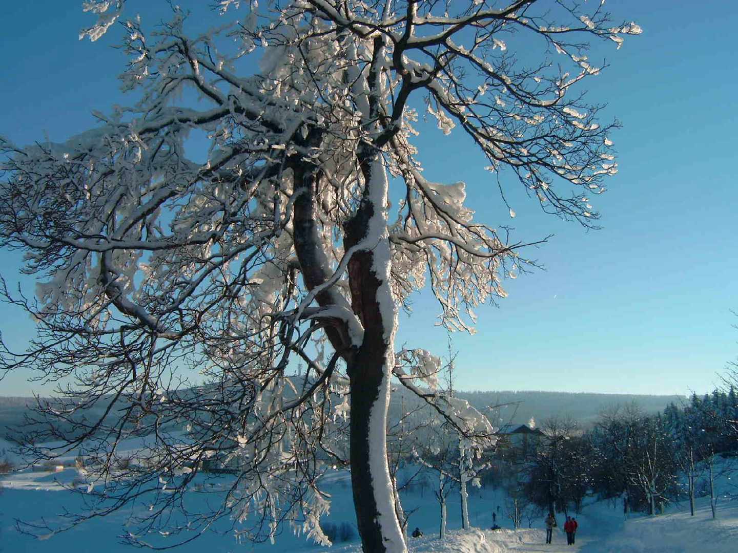 Schneebaum