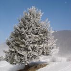 Schneebaum