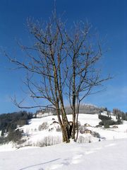 Schneebaum