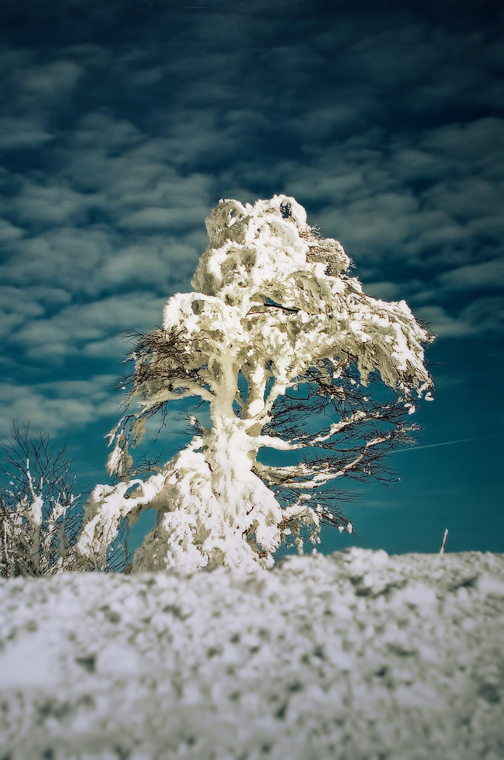 Schneebaum am Schauinsland