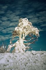 Schneebaum am Schauinsland