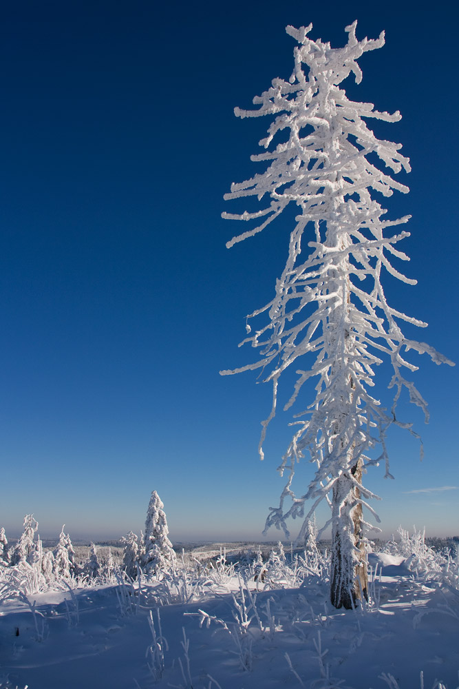 Schneebaum