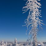 Schneebaum