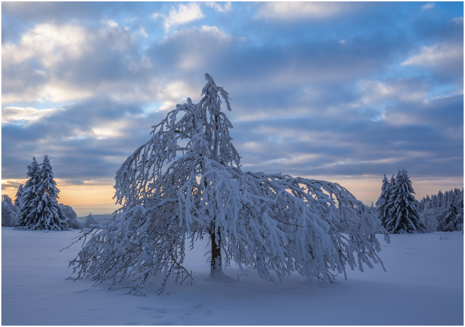 Schneebaum