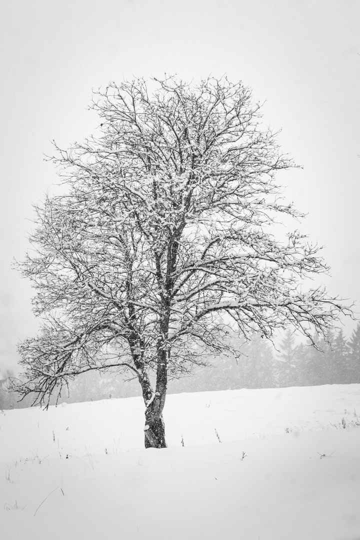 Schneebaum