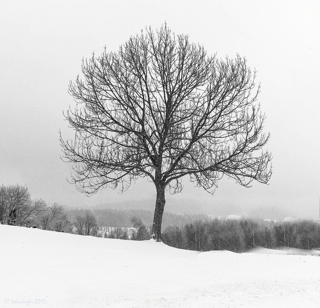 SchneeBaum