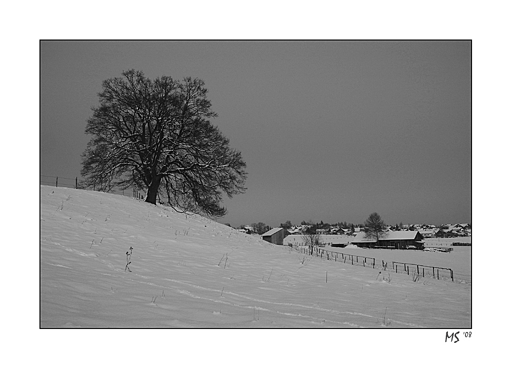 schneebaum I