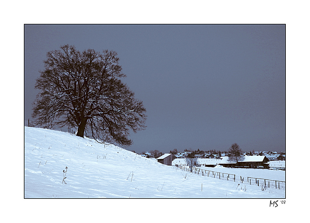 schneebaum I (RELOAD)