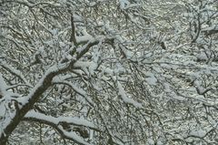 Schneebaum im Sonnenlicht