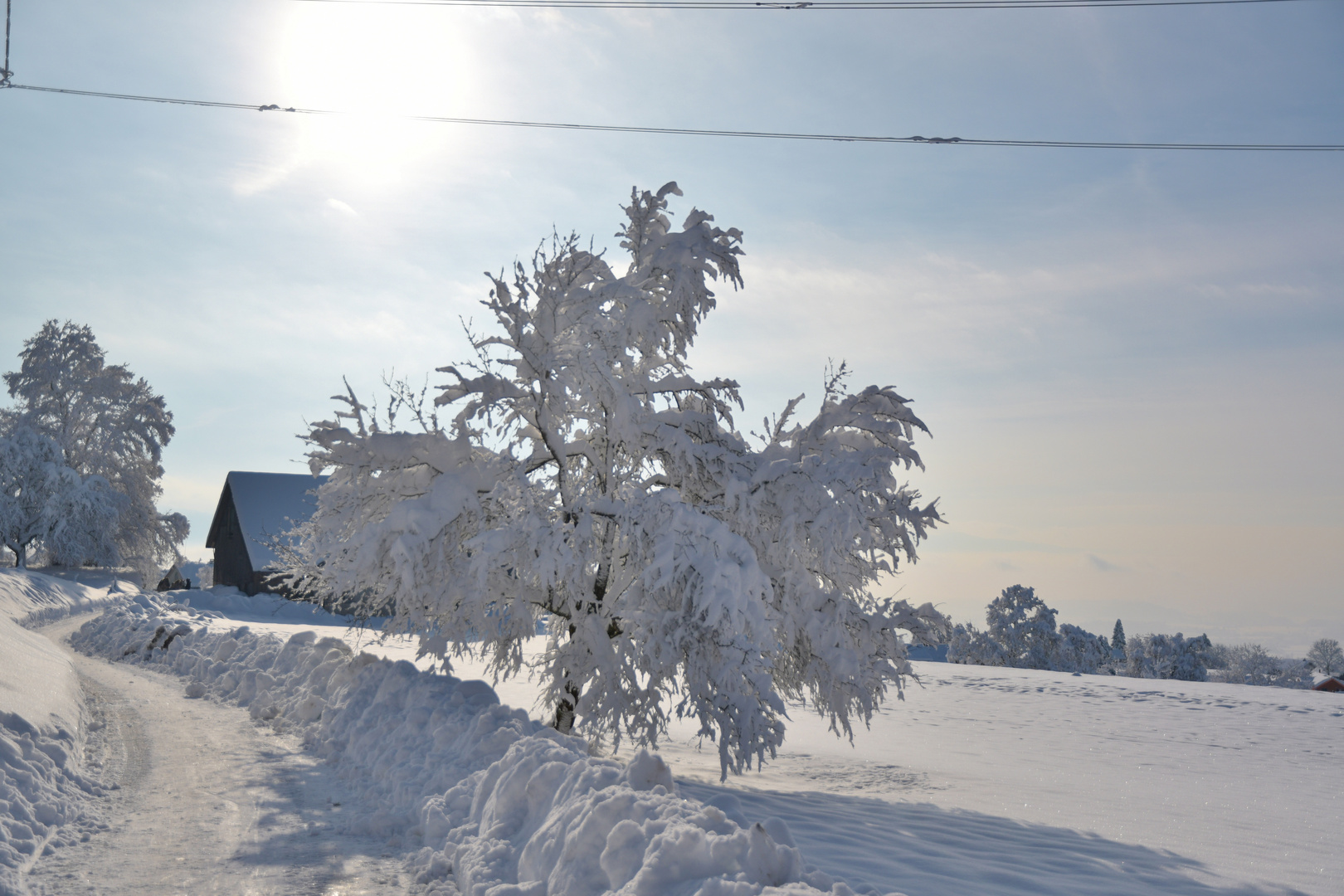 Schneebaum in der Sonne