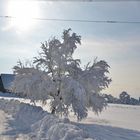 Schneebaum in der Sonne