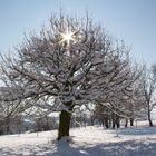 Schneebaum in Schönebuech