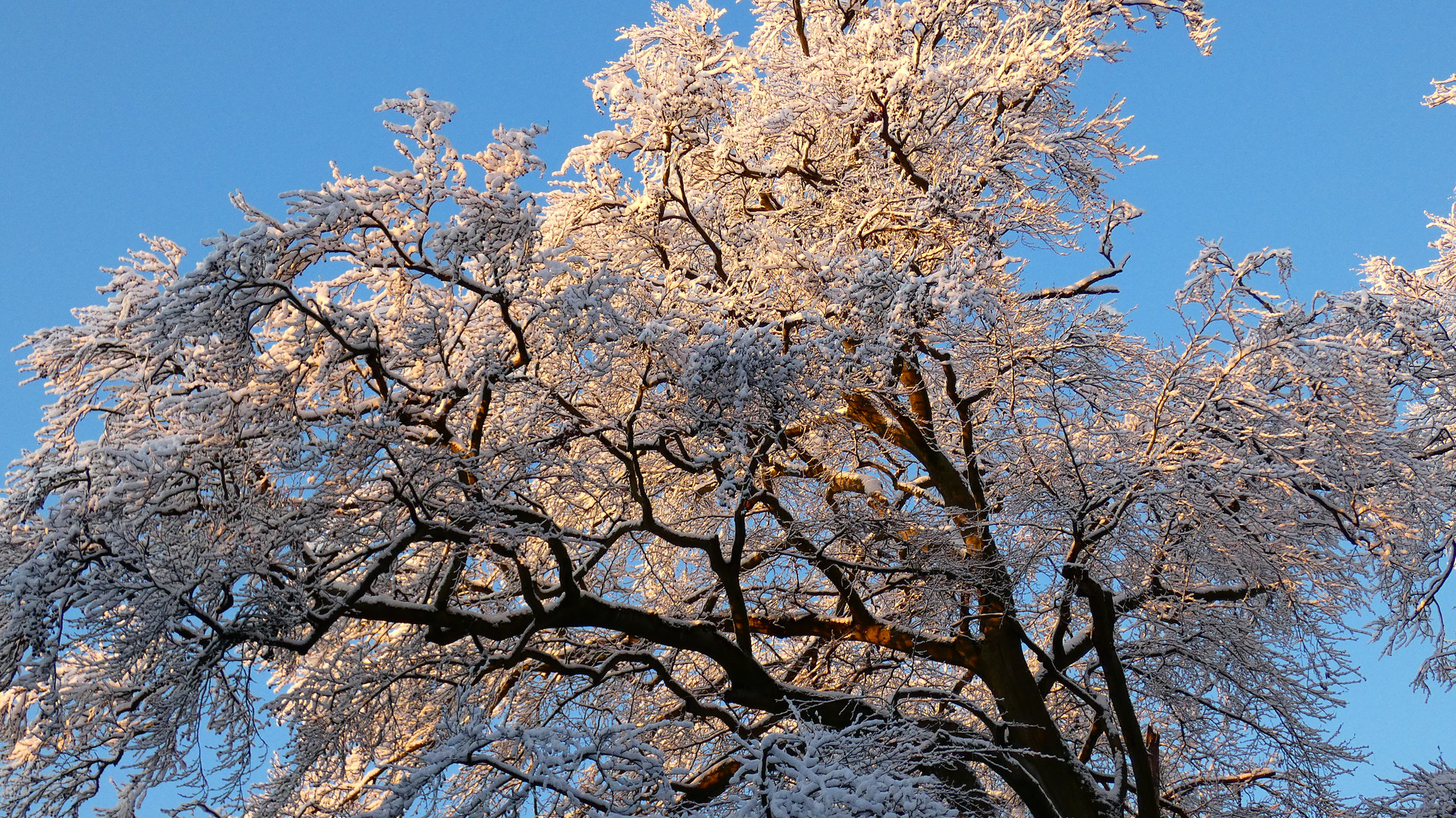 Schneebaum mit Gold