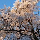 Schneebaum mit Gold