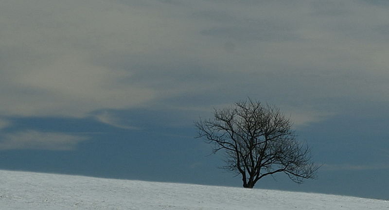 Schneebaum ohne Schnee