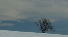 Schneebaum ohne Schnee