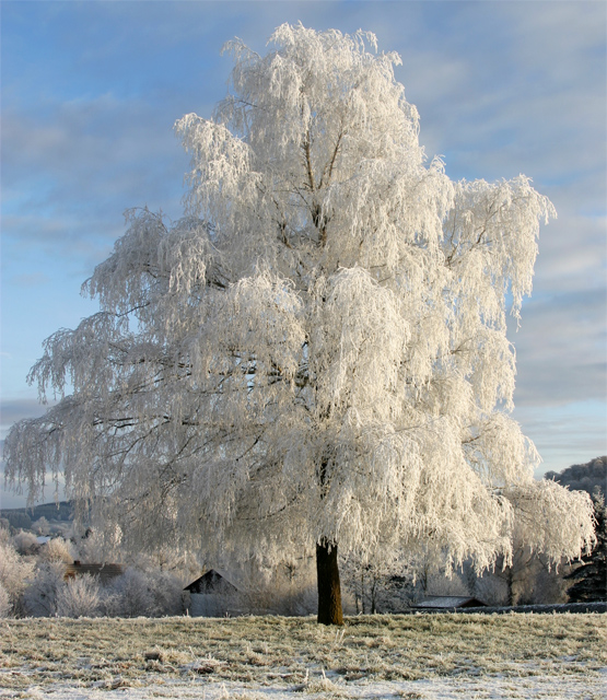 Schneebaum - "reifer" Baum