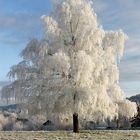 Schneebaum - "reifer" Baum