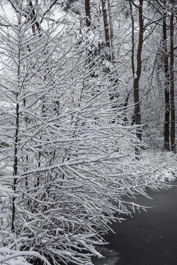 Schneebaum, Schwarz/ Weiss?