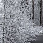 Schneebaum, Schwarz/ Weiss?