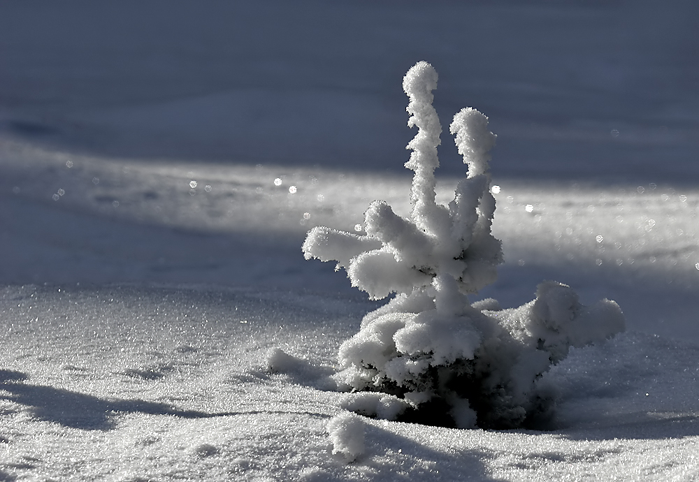 ..schneebedeckt...