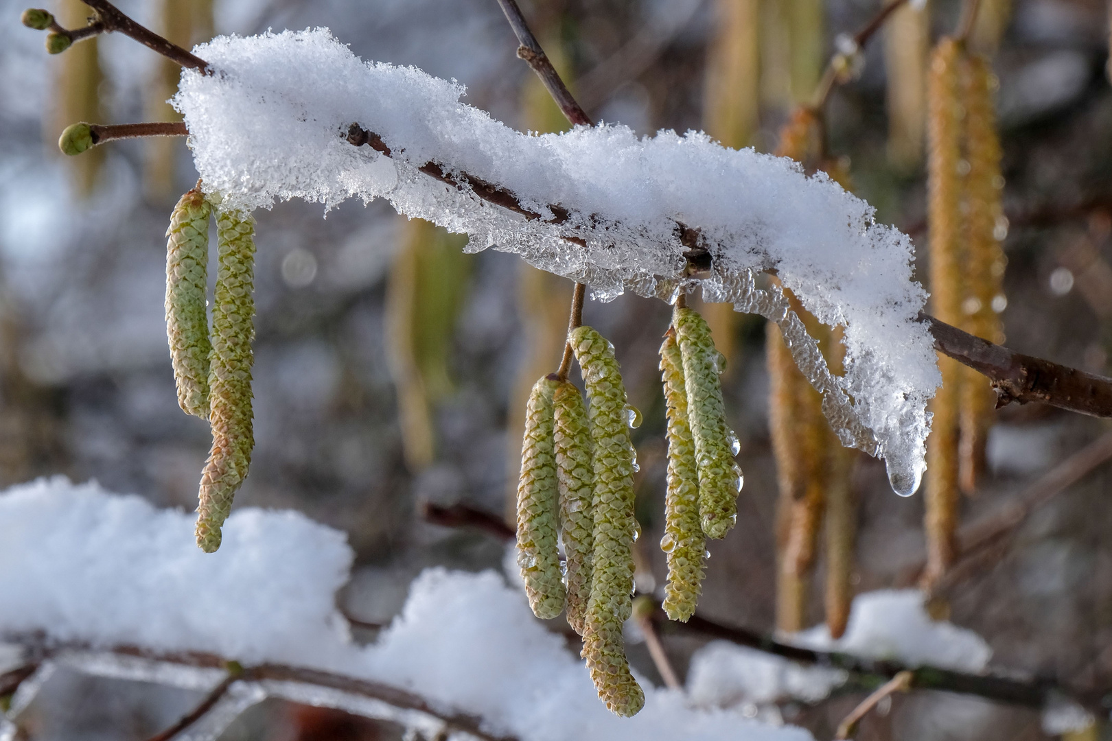 Schneebedeckt.