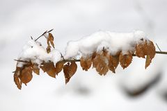 schneebedeckt