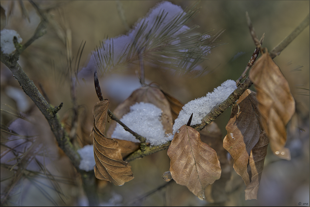 schneebedeckt