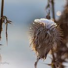 Schneebedeckt und stachelig