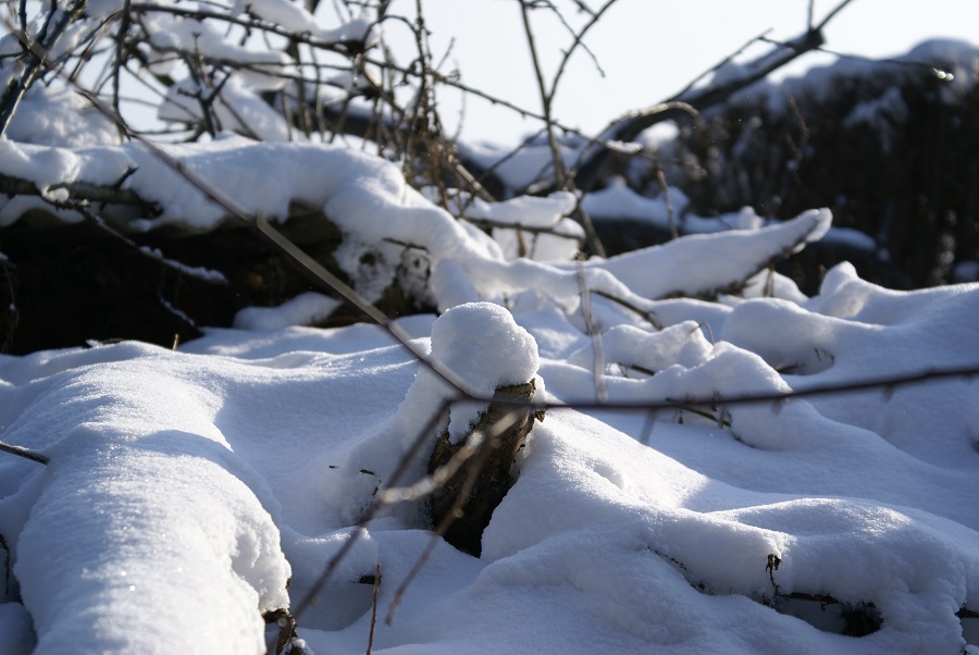 Schneebedeckte Äste