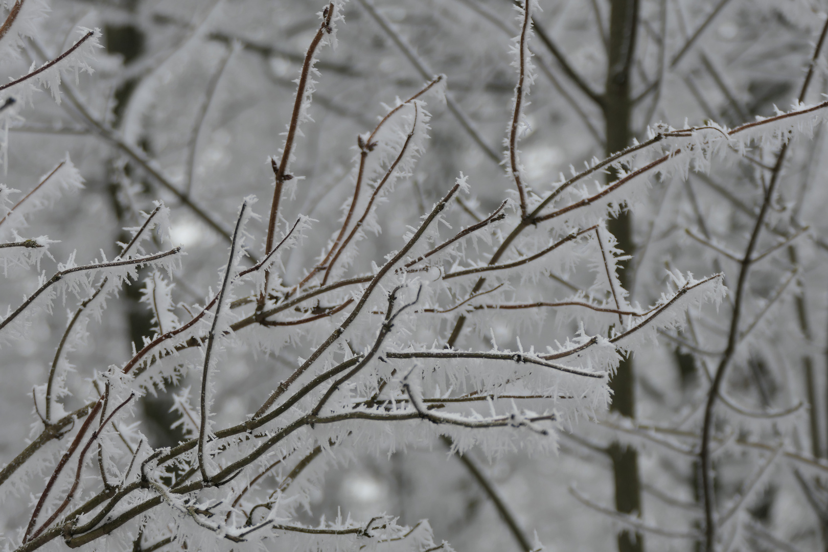 schneebedeckte Äste, schwarz-weiß